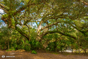 Vielleicht verstecken sie sich hinter diesem Baum. Vielleicht auch nicht. (Foto: Tänzer Kenji Kobayashi)