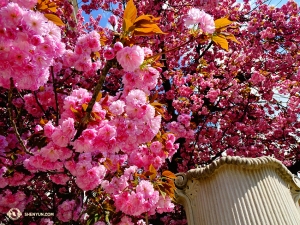 Überall blühen Blumen. Diese leuchtend rosafarbenen sehen wir bei der Erkundung Salzburgs. (Foto: Tony Zhao)