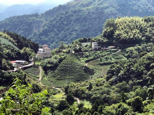 ... und besucht eine üppige Teeplantage. - hier: Alishan, T'Ai-Wan, Taiwan.