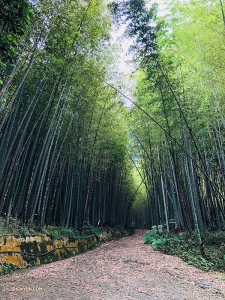Nicht weit von Japan entfernt macht der Tänzer Jeff Chuang einen friedlichen Spaziergang durch einen Bambuswald in Alishan, Taiwan ... - hier: Alishan, T'Ai-Wan, Taiwan.