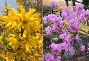 <p>Strahlend gelbe Forsythien und h&uuml;bsche rosa Azaleen stehen ebenfalls in voller Bl&uuml;te! (Fotos: Vina Lee)</p>