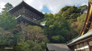 Eine majestätische Pagode erhebt sich über die Bäume auf der Insel Itsukushima.